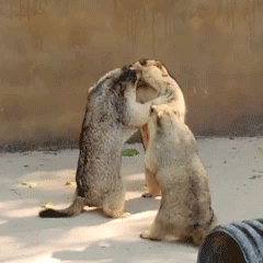 两只土拨鼠打架竟然还有一个劝架的GIF动图DIY斗图gif搞笑图片