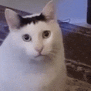 小猫咪学人类语言叫：宝GIF动图DIY斗图gif搞笑图片