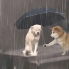 柴犬doge给淋雨中的狗狗撑伞gif动图DIY斗图gif搞笑图片