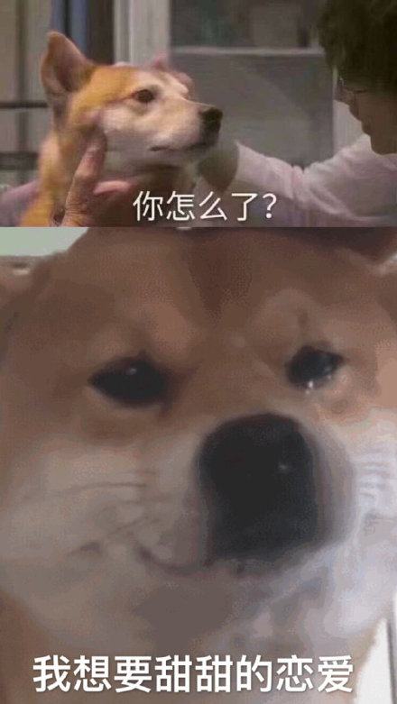 柴犬哭泣表情我想要甜甜的恋爱DIY斗图gif搞笑图片