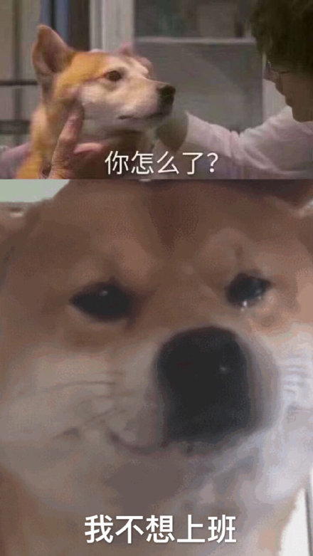 柴犬哭泣表情我不想上班DIY斗图gif搞笑图片
