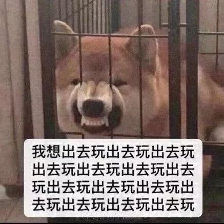 柴犬超凶龇着牙：好想出去玩DIY斗图gif搞笑图片