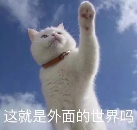 好想出去玩猫咪这就是外面的世界吗DIY斗图gif搞笑图片