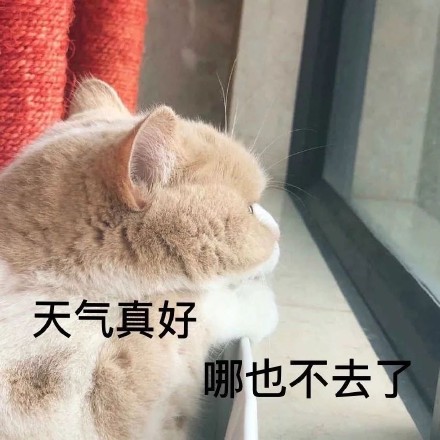 猫咪趴在窗前：天气真好，哪也去不了DIY斗图gif搞笑图片