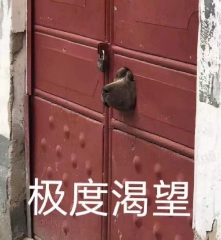 狗子探出头来：极度渴望外面的世界DIY斗图gif搞笑图片