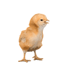 养小鸡表情包发表情gif搞笑图片