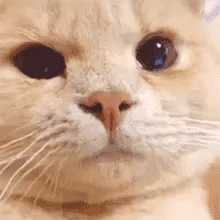 委屈猫猫发表情gif搞笑图片