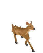 养各种动物动图表情包发表情gif搞笑图片