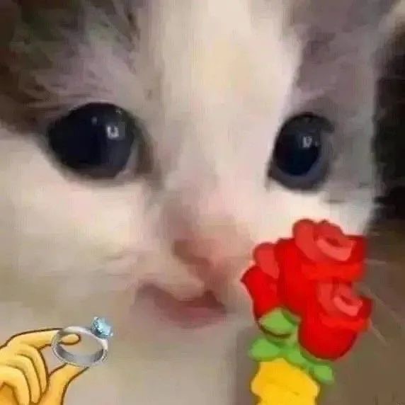 猫咪举花发表情gif搞笑图片