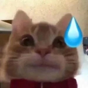 猫猫流汗表情包发表情gif搞笑图片