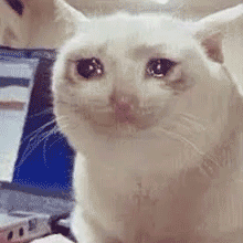 流泪猫猫发表情gif搞笑图片