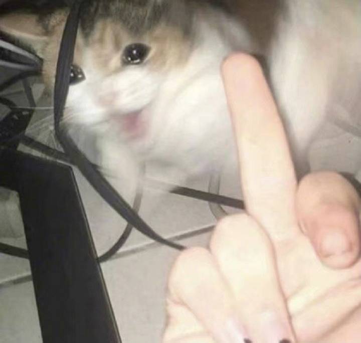 流泪猫猫头发表情gif搞笑图片