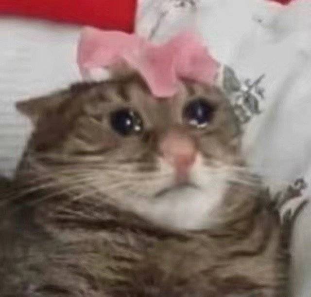 流泪猫猫头发表情gif搞笑图片