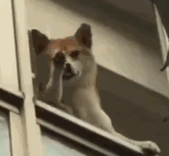 狗狗挥手发表情gif搞笑图片