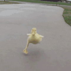 来了鸭鸭表情包发表情gif搞笑图片