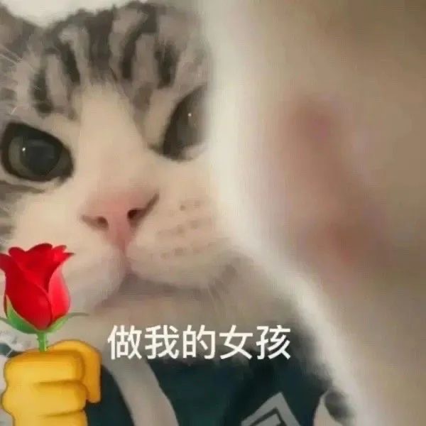 做我的女孩 猫咪举花发表情gif搞笑图片