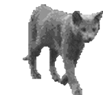 猫咪表情包发表情gif搞笑图片