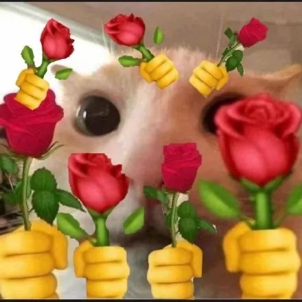 猫咪举花发表情gif搞笑图片