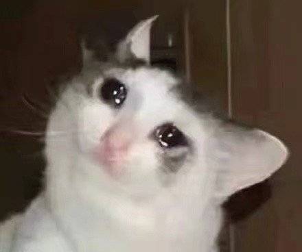 流泪猫猫头发表情gif搞笑图片