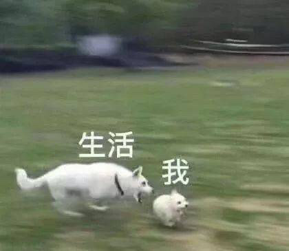 生活我发表情gif搞笑图片