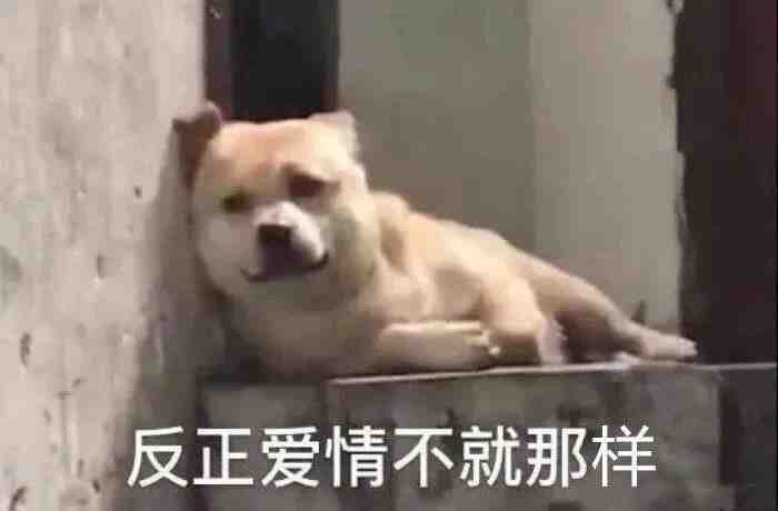 反正爱情不就那样发表情gif搞笑图片