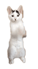 养猫咪表情包发表情gif搞笑图片