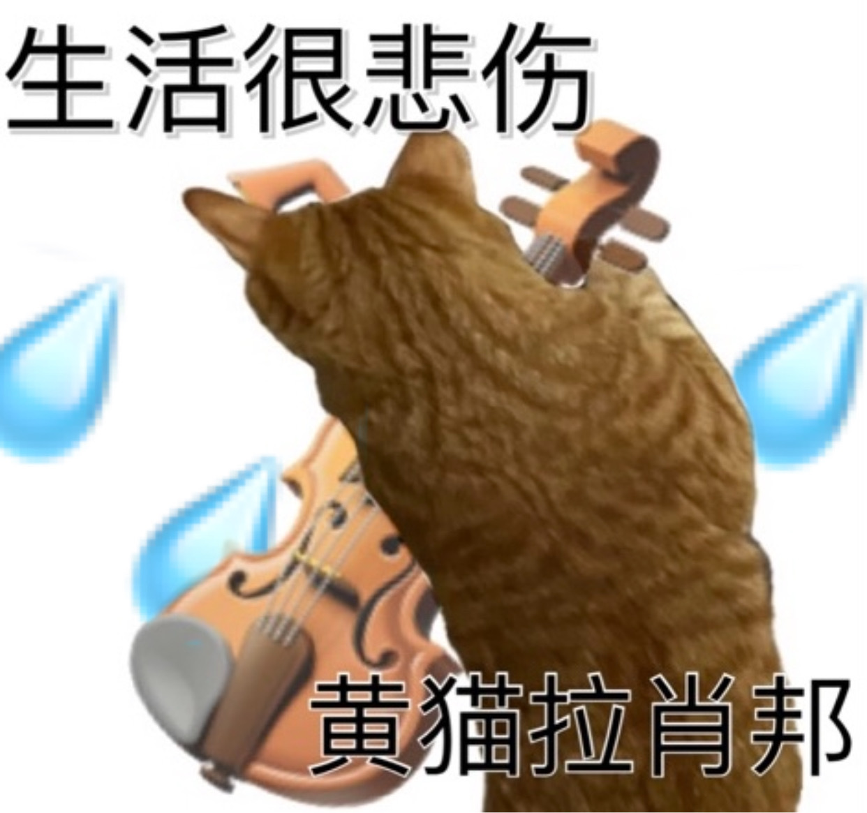 生活很悲伤黄猫拉肖邦发表情gif搞笑图片