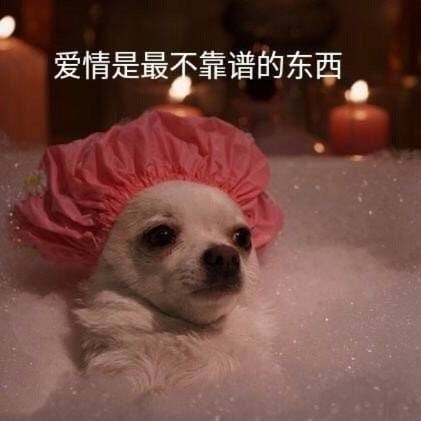 爱情是最不靠谱的东西发表情gif搞笑图片