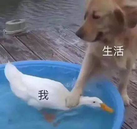 生活我发表情gif搞笑图片