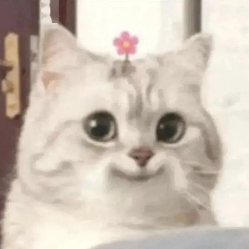 微笑小猫表情包发表情gif搞笑图片