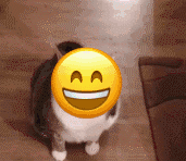 猫咪流汗倒了表情包发表情gif搞笑图片