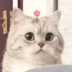 微笑小猫表情包发表情gif搞笑图片