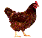 母鸡下蛋表情包发表情gif搞笑图片