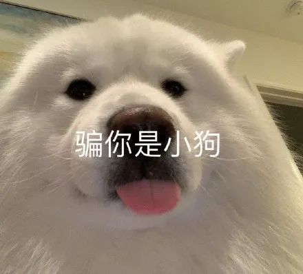 骗你是小狗发表情gif搞笑图片