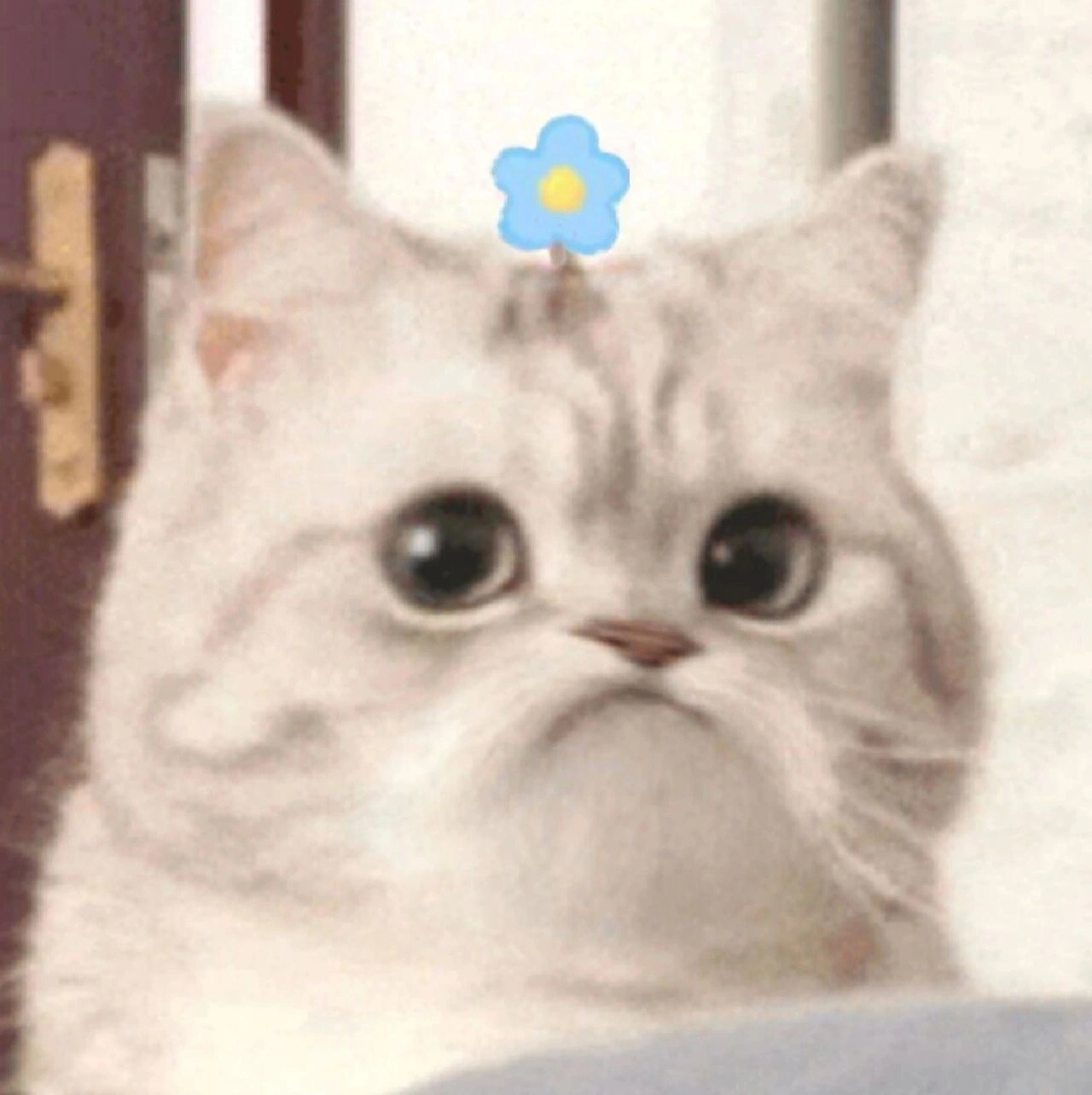 微笑小猫表情包 不开心发表情gif搞笑图片