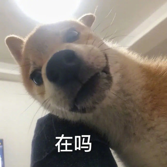 在吗 狗狗表情包（孙一宁王思聪聊天表情包）发表情gif搞笑图片