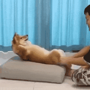 (狗勾做运动)发表情gif搞笑图片