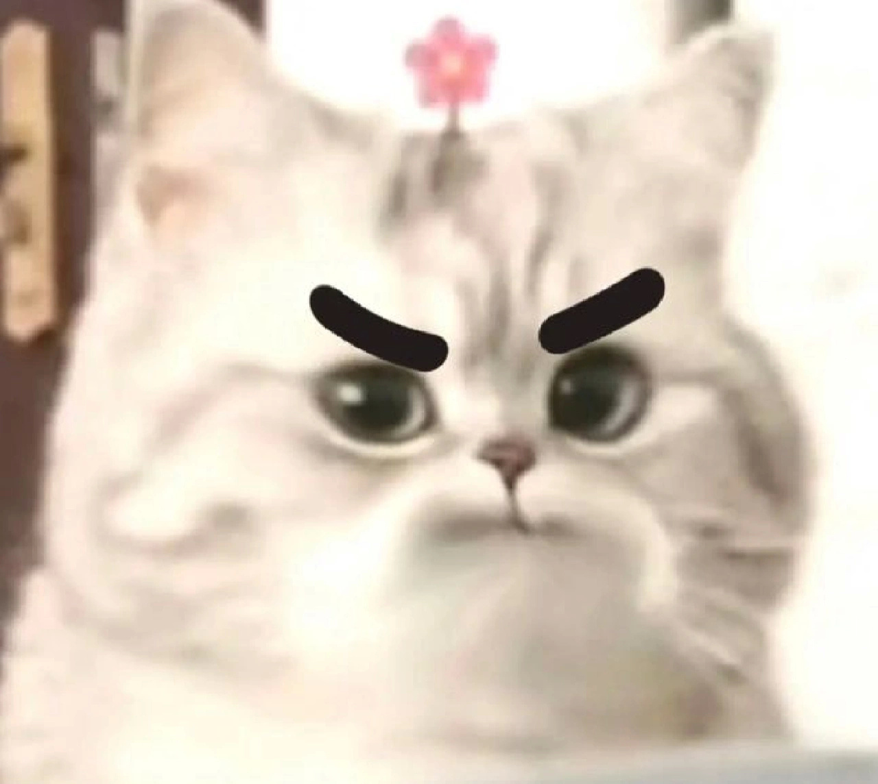 微笑小猫表情包发表情gif搞笑图片