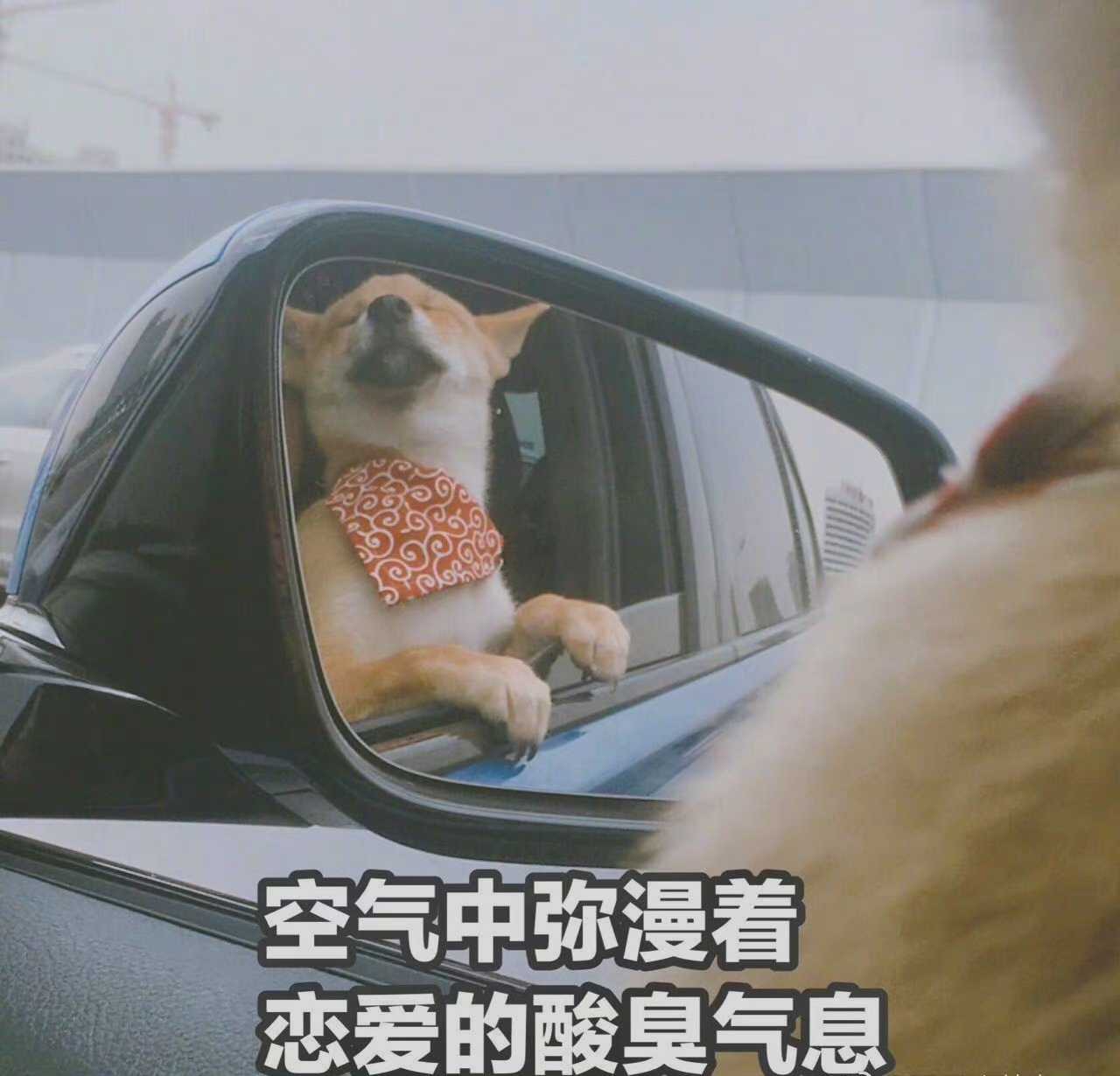 空气中弥漫着恋爱的酸臭气息发表情gif搞笑图片