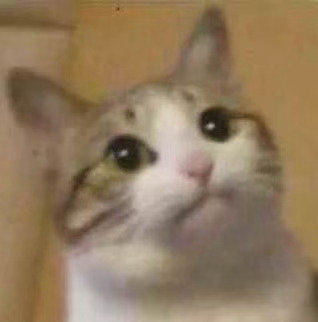 猫猫头表情包发表情gif搞笑图片