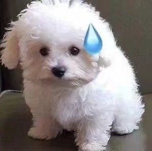 狗狗流汗表情包发表情gif搞笑图片