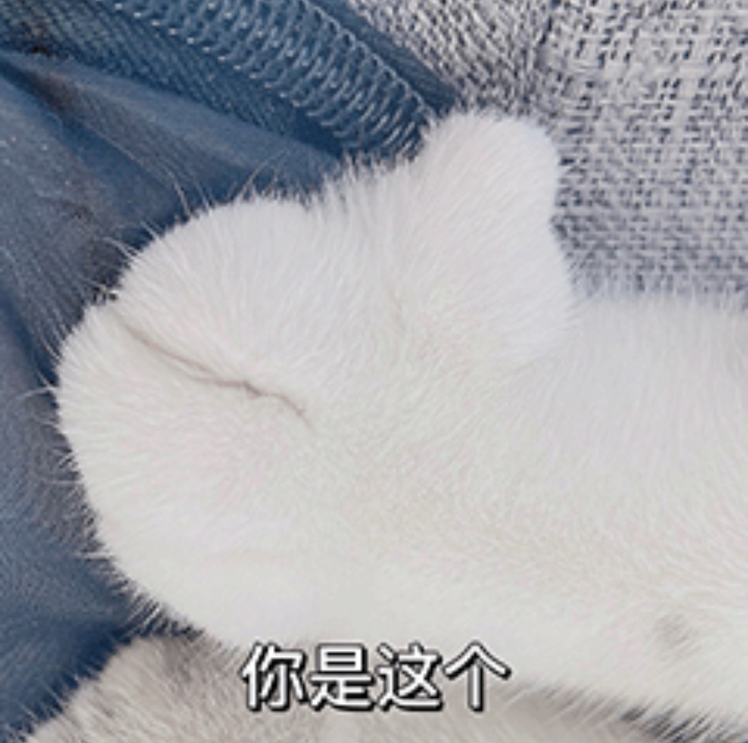 你是这个发表情gif搞笑图片