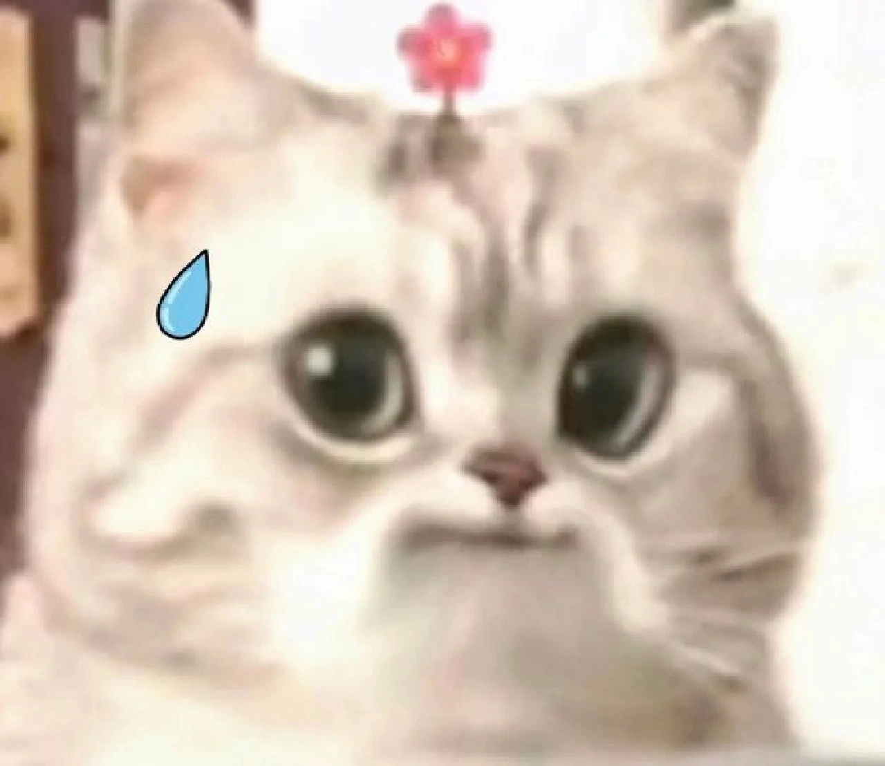 微笑小猫表情包 泪了发表情gif搞笑图片