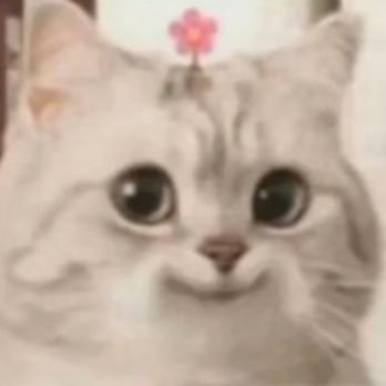 猫咪表情包发表情gif搞笑图片