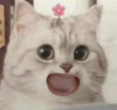 猫咪表情包发表情gif搞笑图片