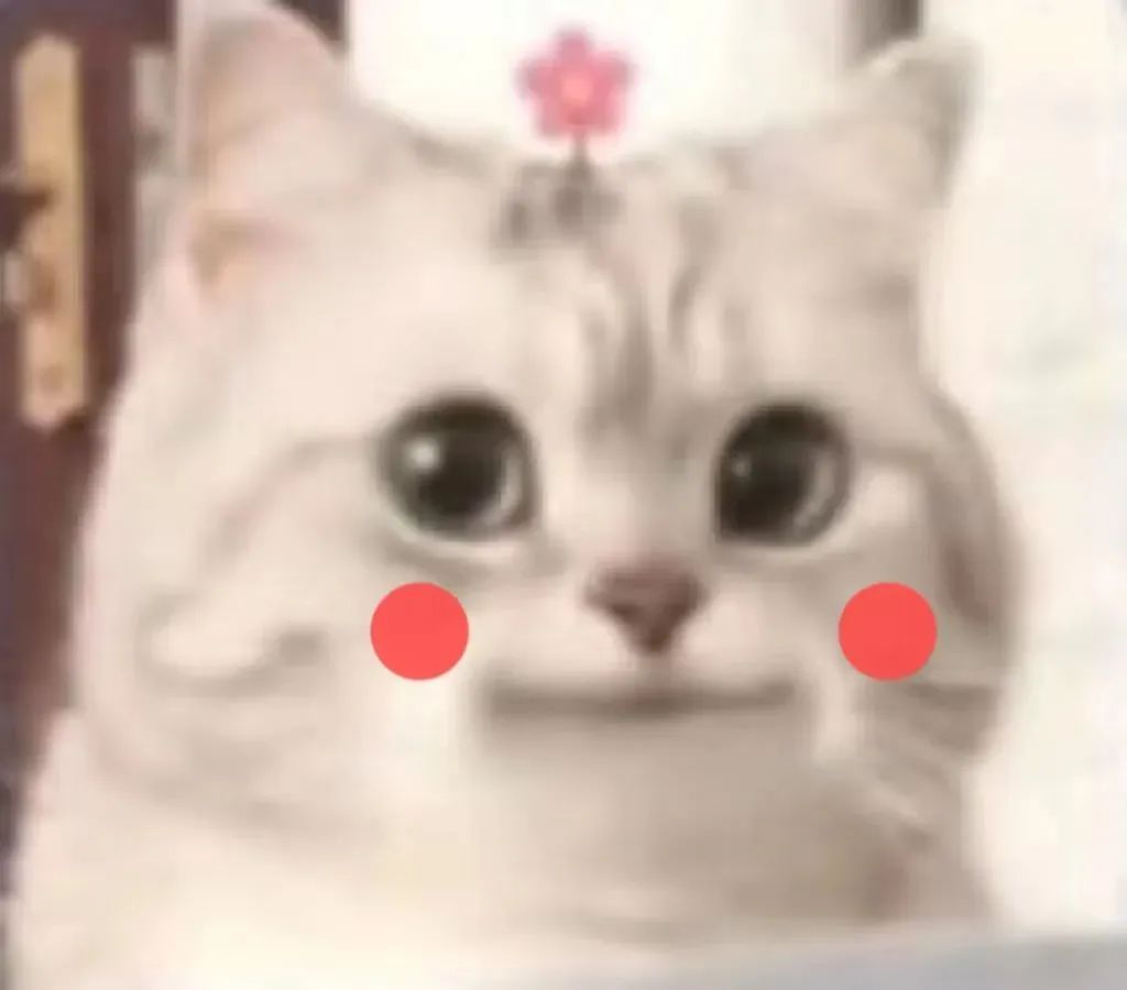 微笑小猫表情包 可爱发表情gif搞笑图片