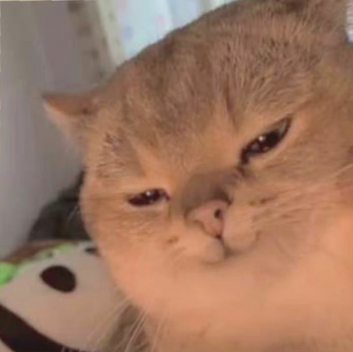 猫猫头表情包发表情gif搞笑图片