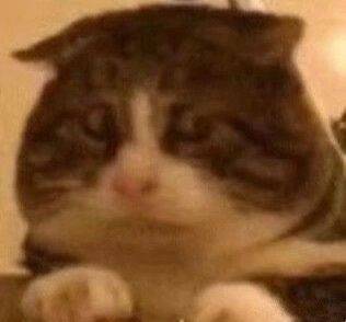 猫猫头表情包发表情gif搞笑图片