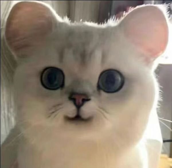 猫猫表情包发表情gif搞笑图片