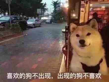 喜欢的狗不出现,出现的狗不喜欢发表情gif搞笑图片